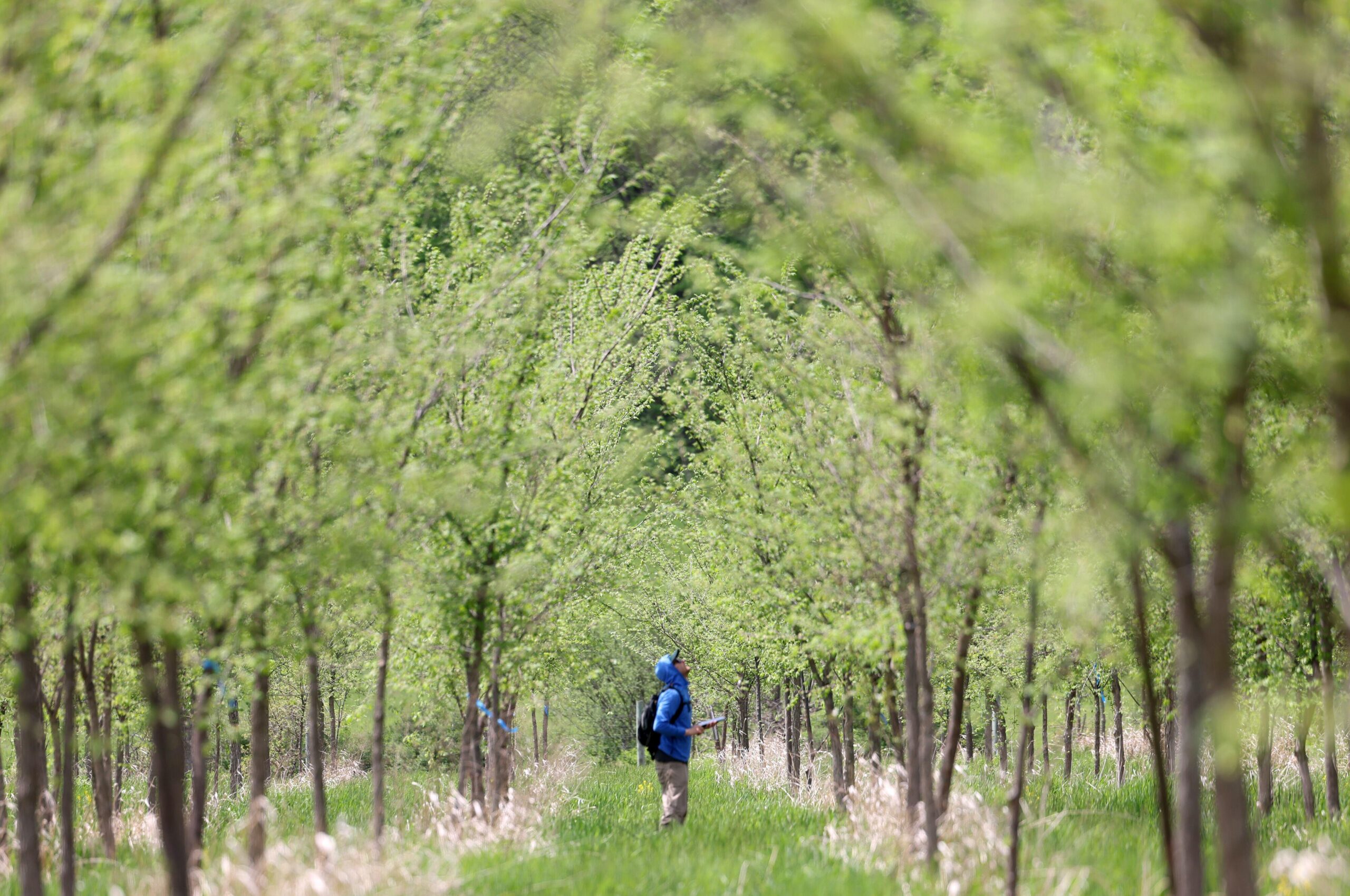 Scientists Use Dutch Elm Disease to Help Bring American Elms Back